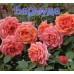 Троянда Бермуда (Роза Bermuda)